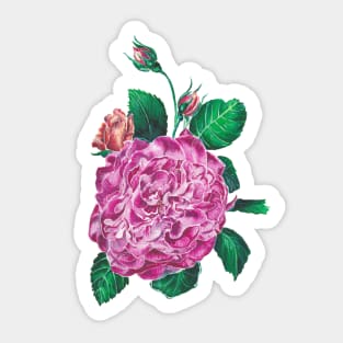 Rose Sticker